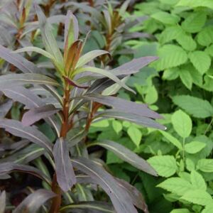 Lobelia cardinalis 'Queen Victoria' ---